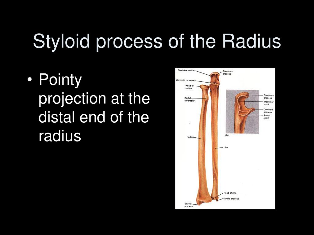 The skeletal system ppt download