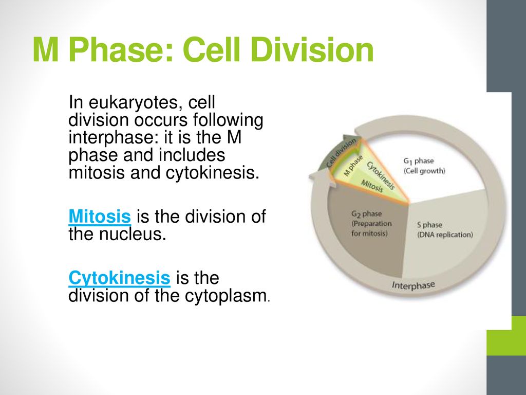 Cell Division Specialization Biology Diagrams