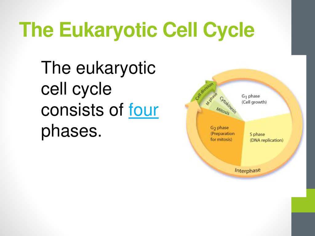 Cell Division & Specialization Biology Diagrams