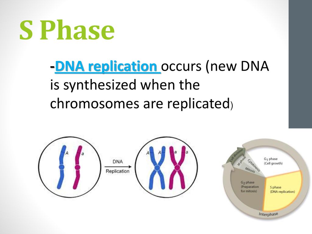 Cell Division & Specialization Biology Diagrams