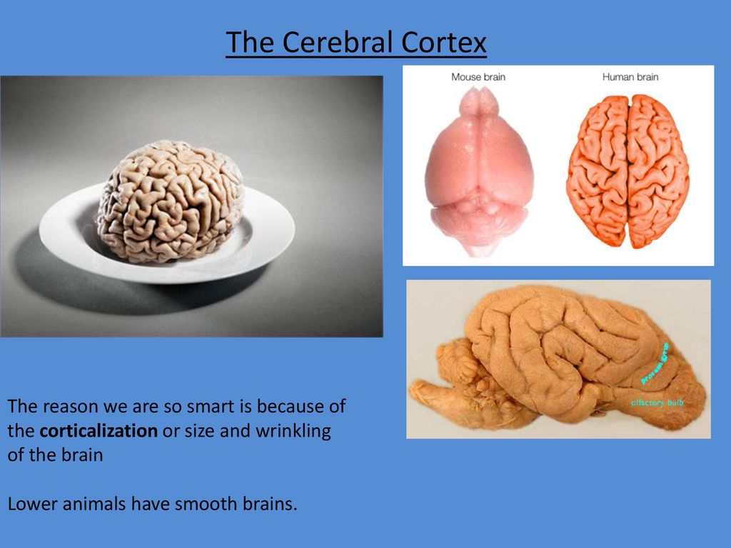 Right vs. Left Brain Reflection - ppt download Right vs. Left Brain Reflection - ppt download