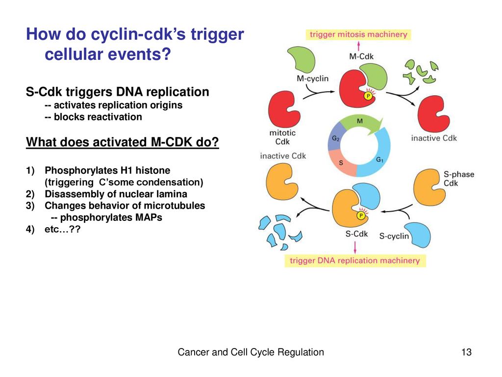 Cancer and Cell Cycle Regulation Biology Diagrams