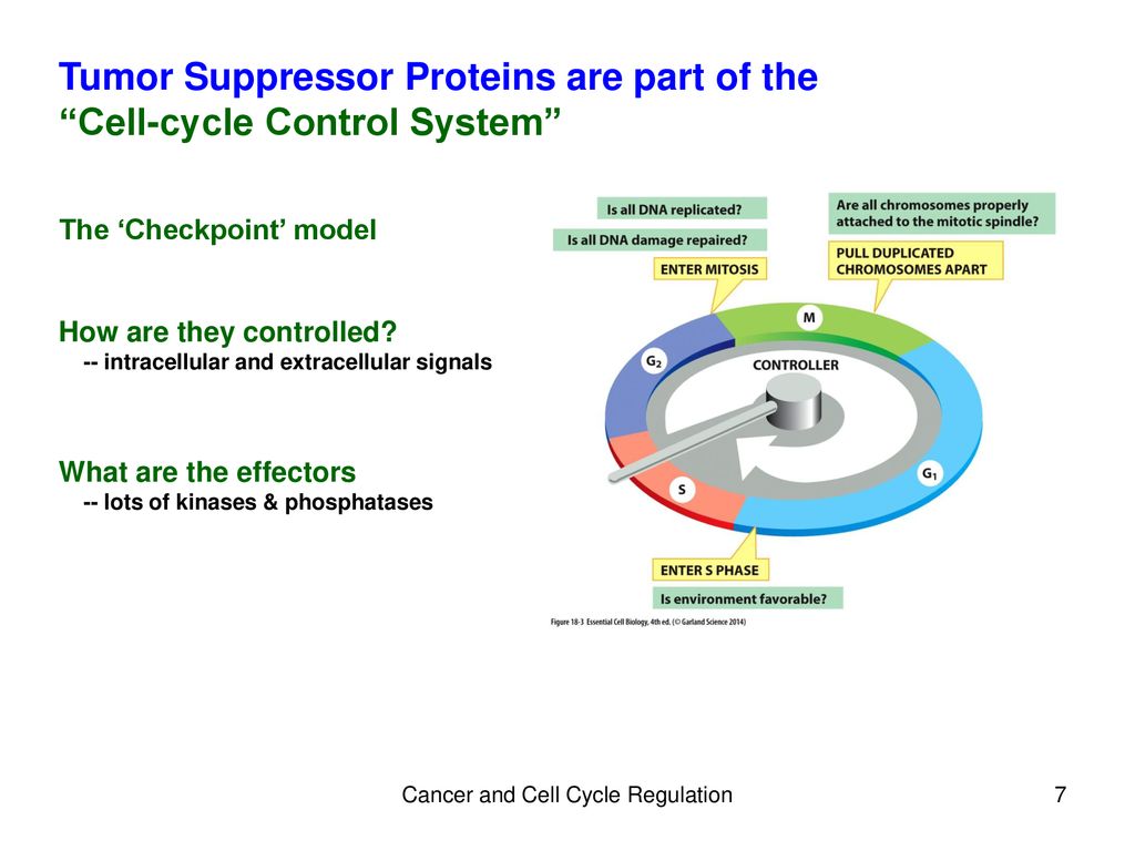 Cancer and Cell Cycle Regulation Biology Diagrams