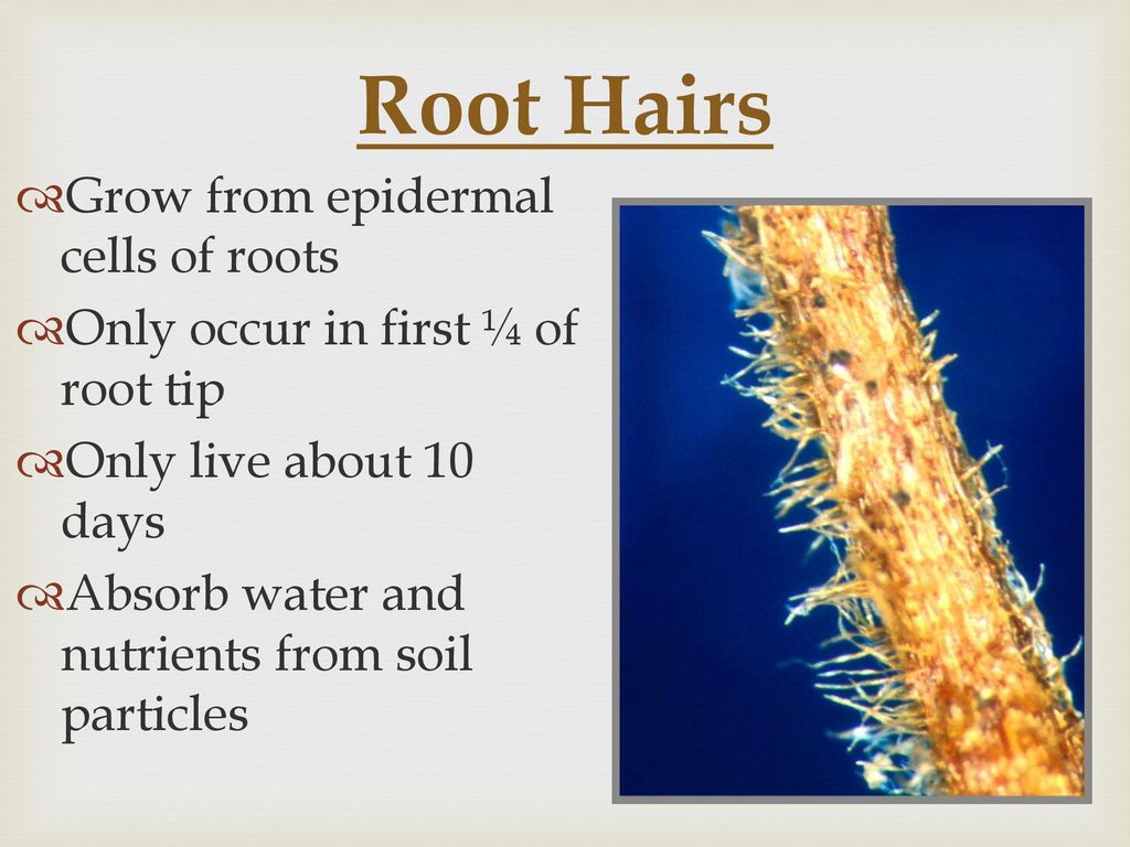 Roots Just as important as stems and leaves…. Major Functions: - ppt  download