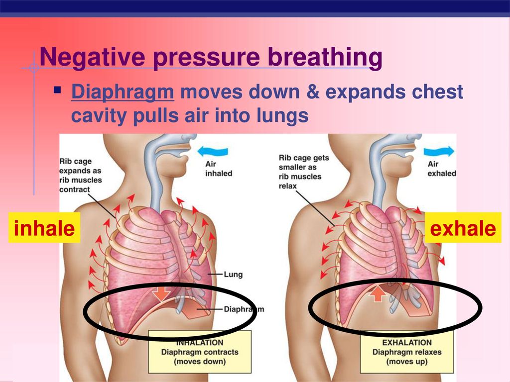 Respiratory System Learning Target: I can label the organs of the ...