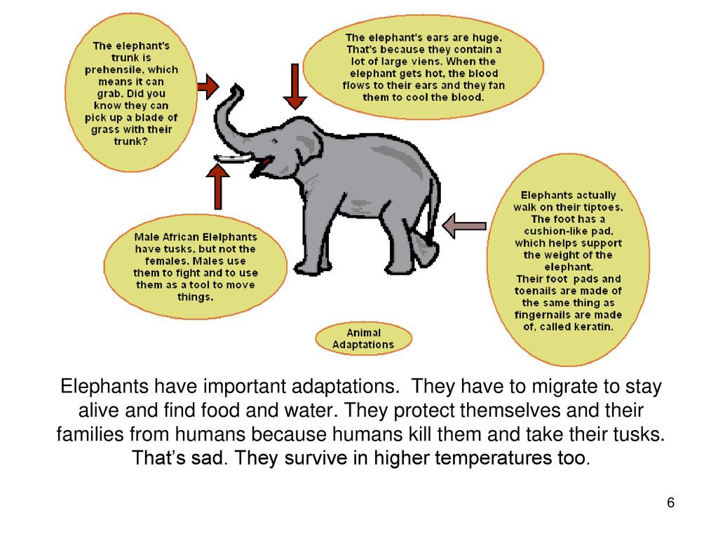 Elephants By Skylar and Lorelei. - ppt download Elephants By Skylar and Lorelei. - ppt download