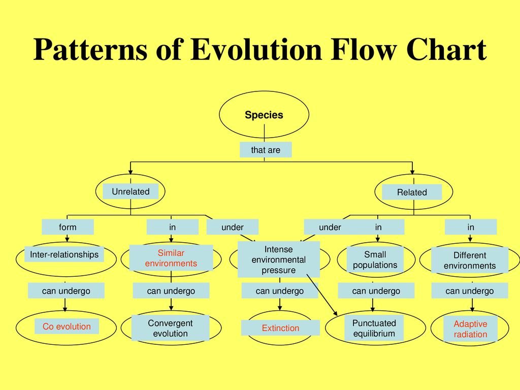 Convergent Evolution Graph