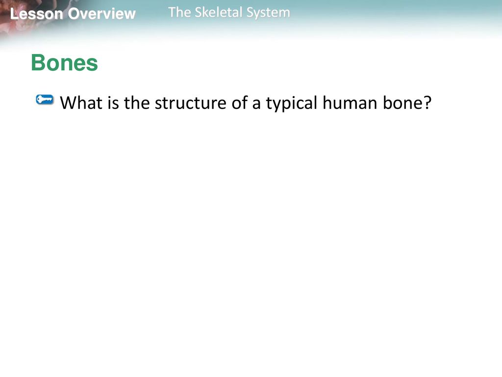 Lesson Overview 32.1 The Skeletal System. Biology Diagrams