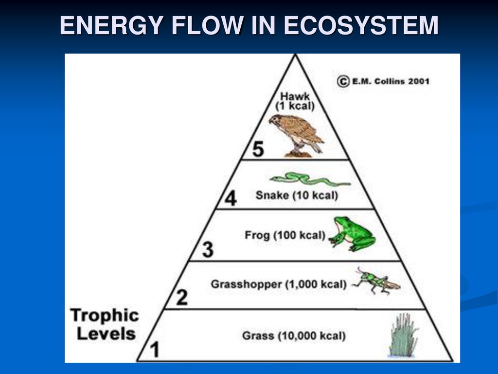 Today’s Learning Target(s): - ppt download