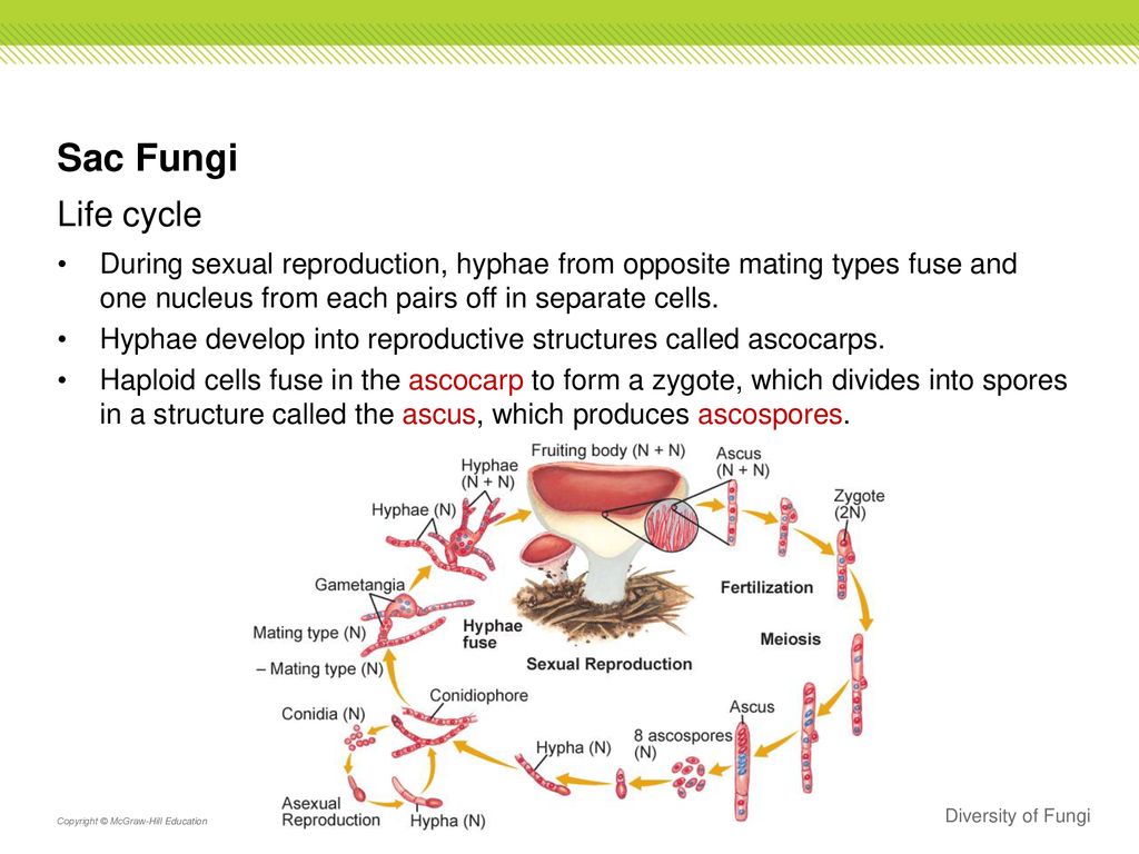 Classification of Fungi - ppt download