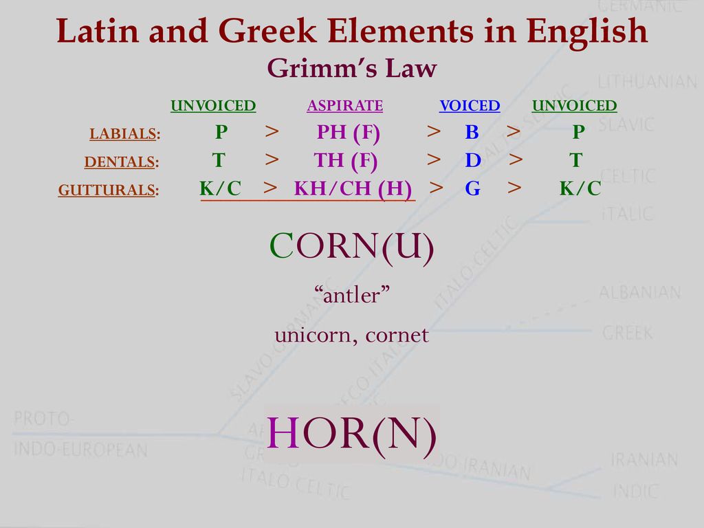 Latin And Greek Elements In English Grimm S Law Ppt Download