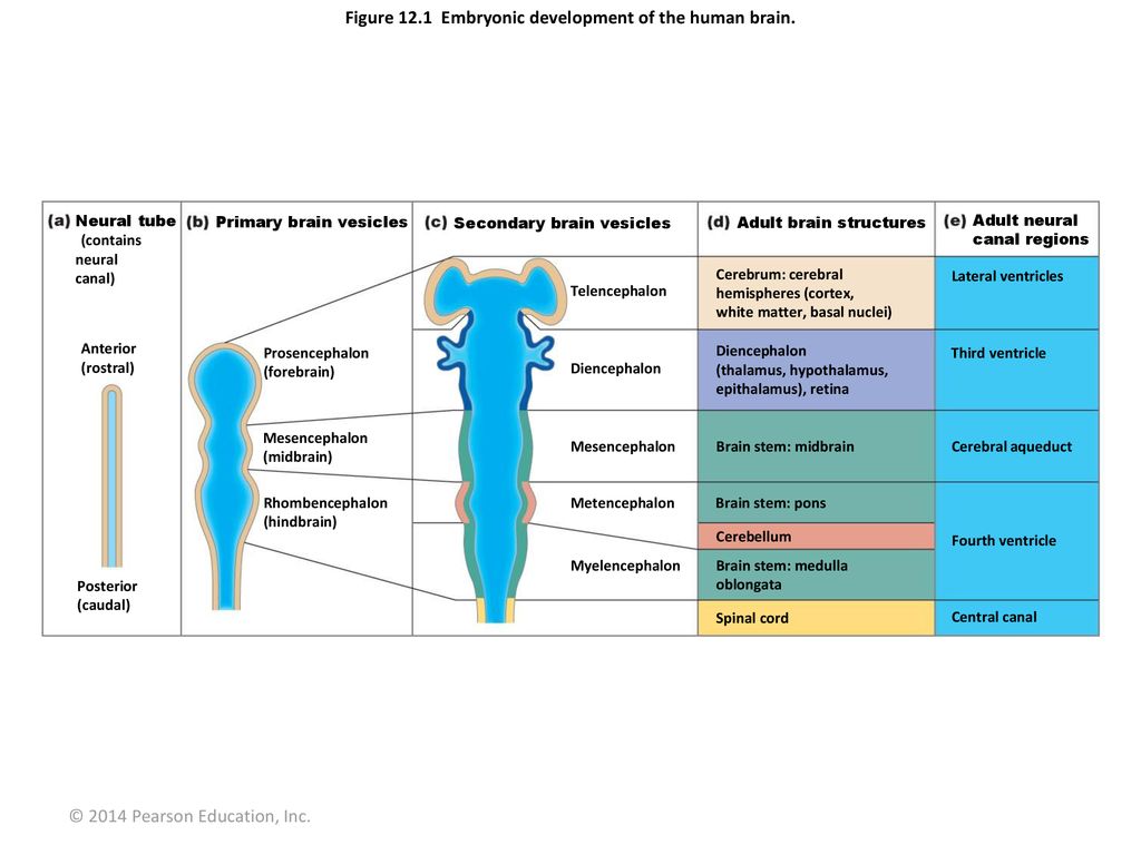 Figure 12.1 Embryonic development of the human brain. - ppt download