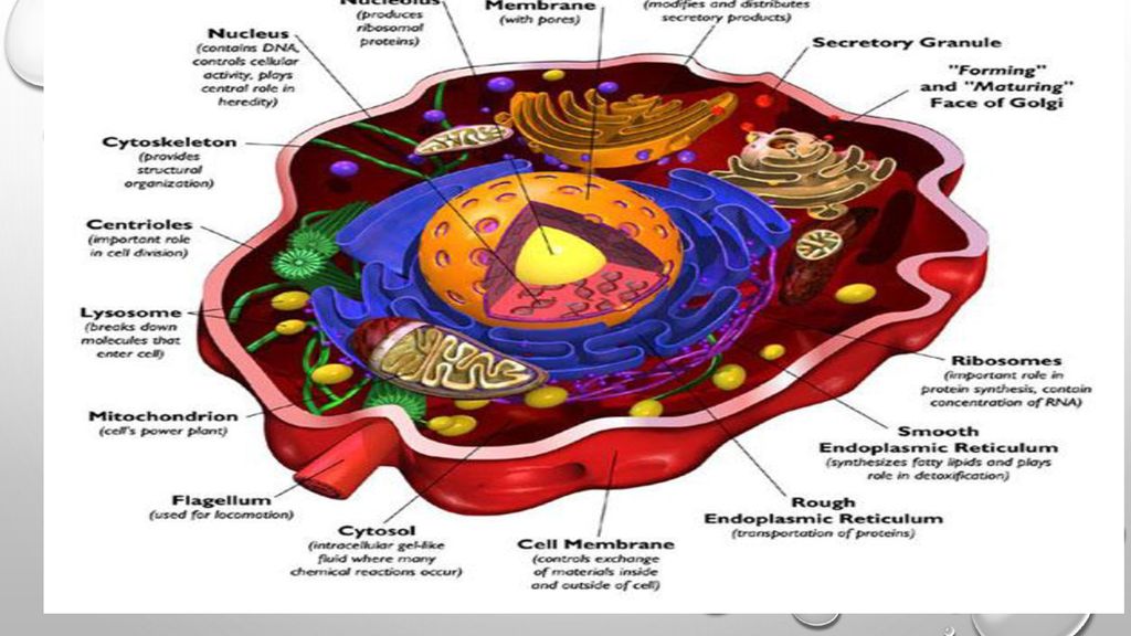 Weekly Topic Plant And Animal Cells Homework Cell Project Ppt Download