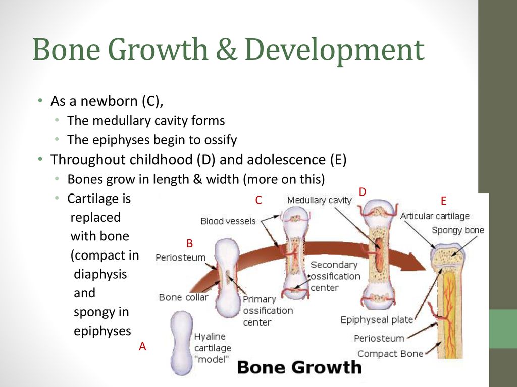 Development, growth, and remodeling of bones Biology Diagrams
