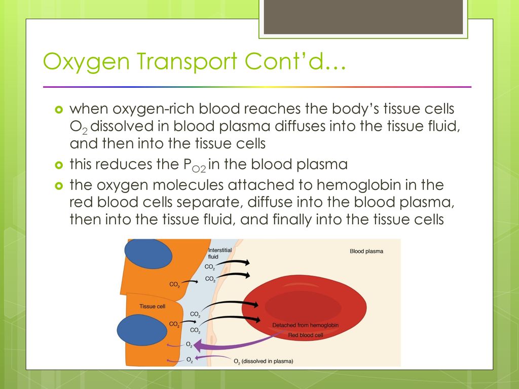 Transport and Diffusion of Gases Biology Diagrams