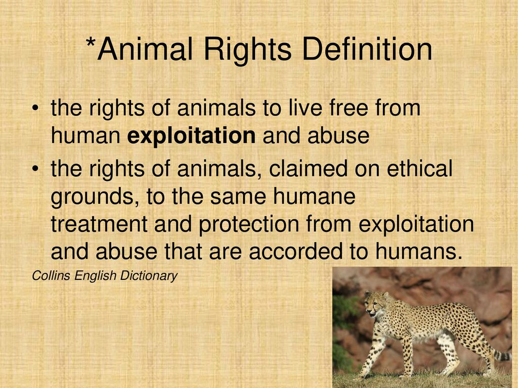 Year 9 Animal Rights ppt download