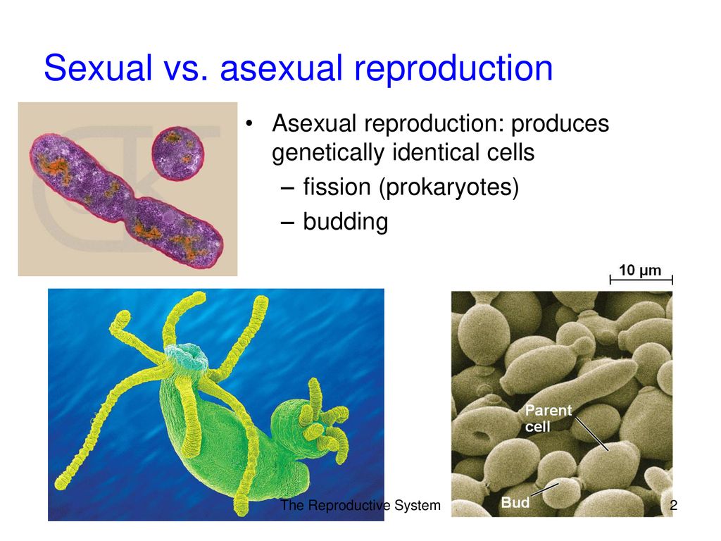 The Reproductive System Biology Diagrams