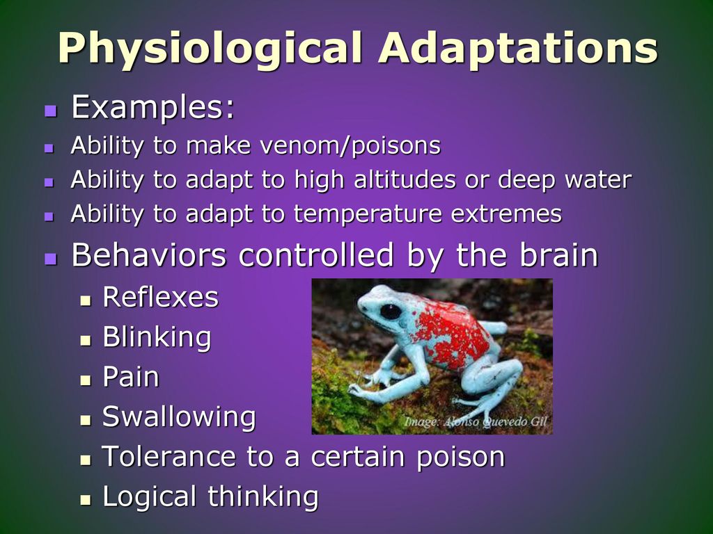 Adaptations EC3Ca. - ppt download Adaptations EC3Ca. - ppt download
