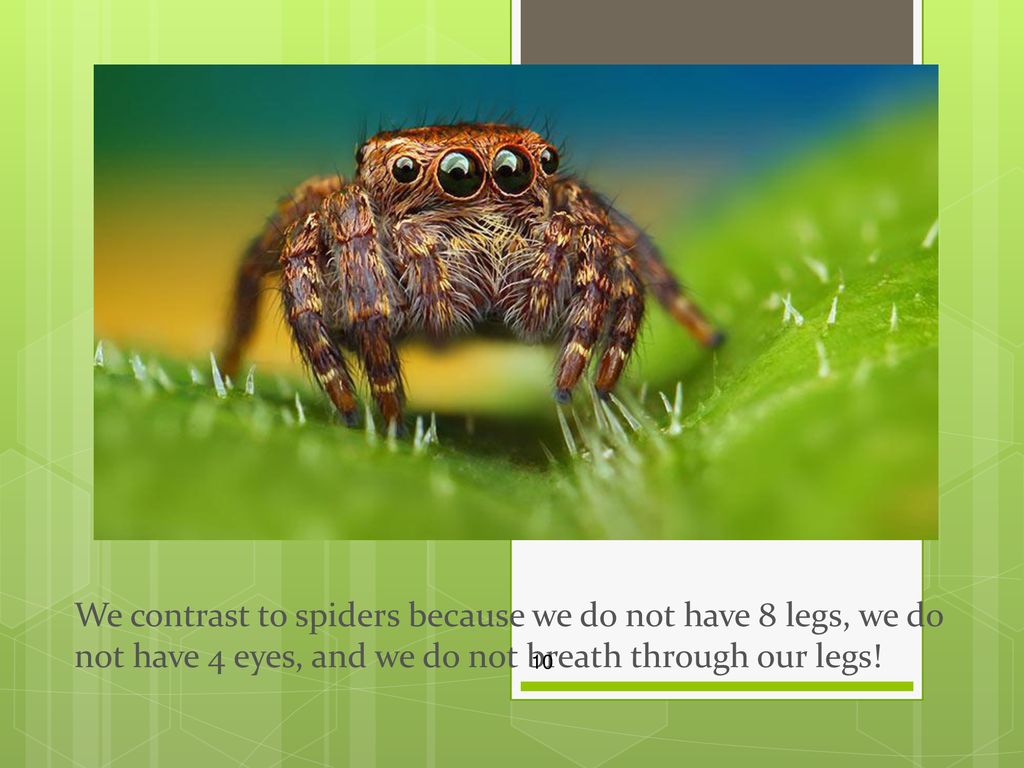 Fantastic spiders By Alyssa and Michael. - ppt download Fantastic spiders By Alyssa and Michael. - ppt download