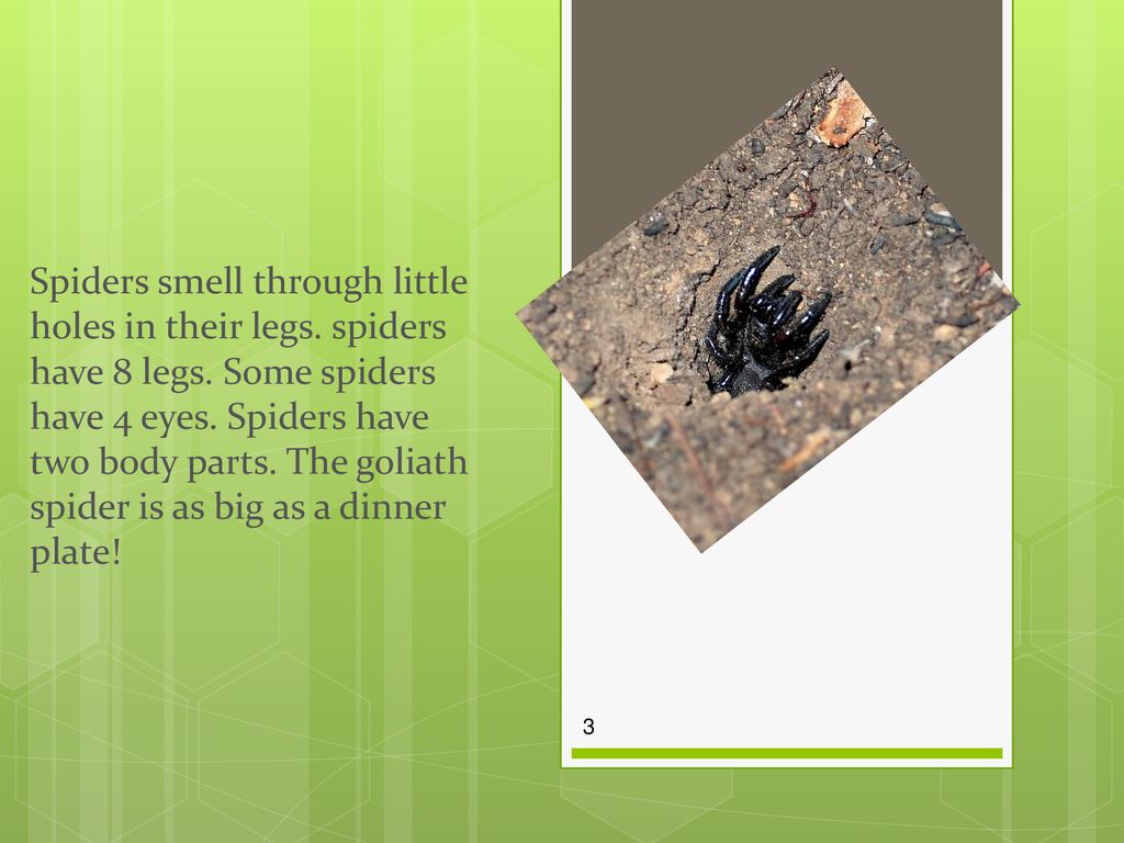 Fantastic spiders By Alyssa and Michael. - ppt download