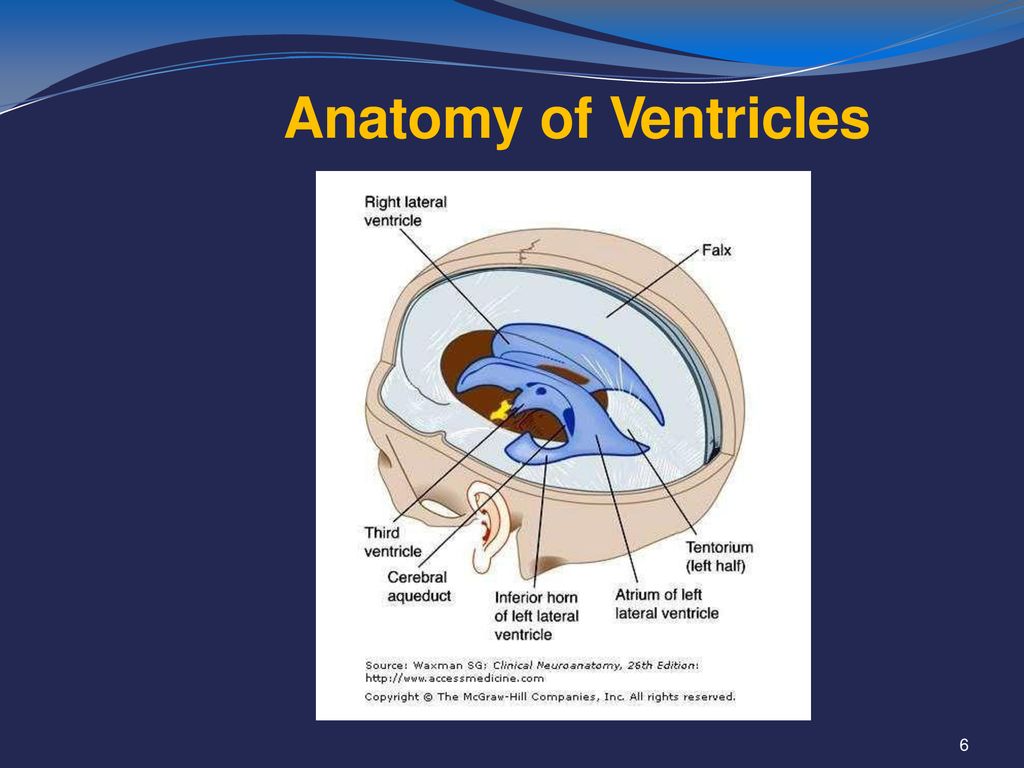 HYDROCEPHALUS Dr Demet Demirciolu Biology Diagrams