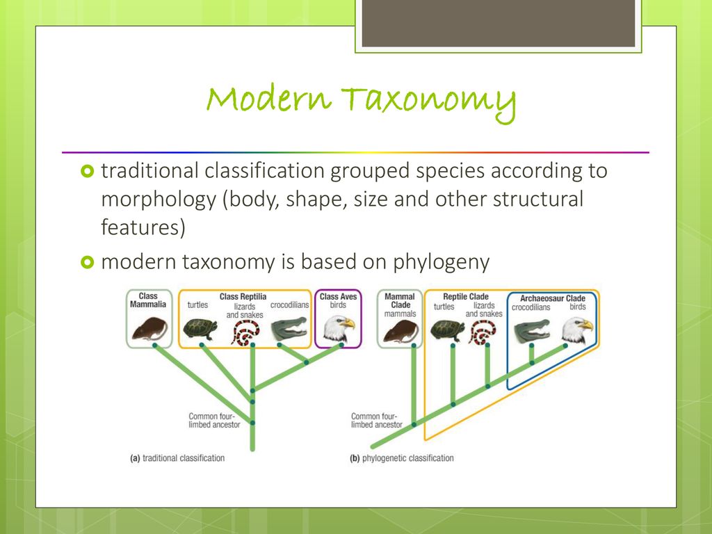 Phylogeny and Modern Taxonomy - ppt download