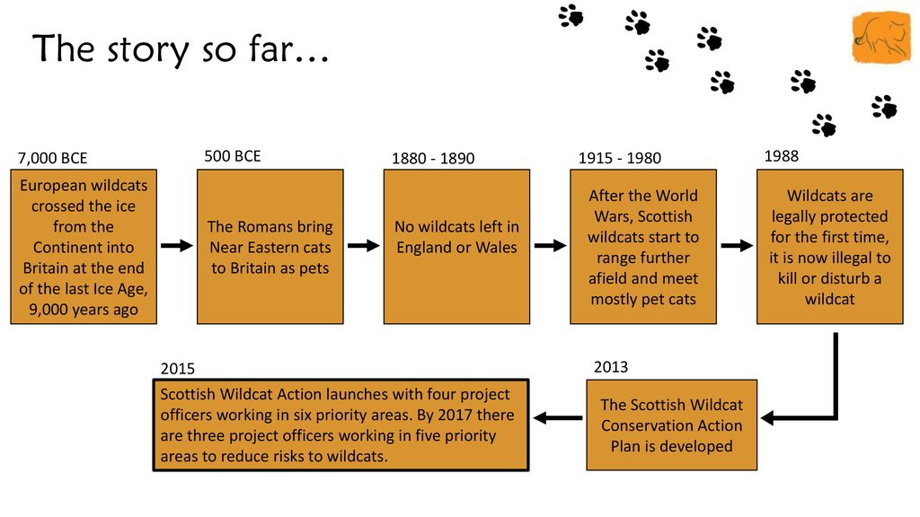 Wildcat Introduction. ppt download
