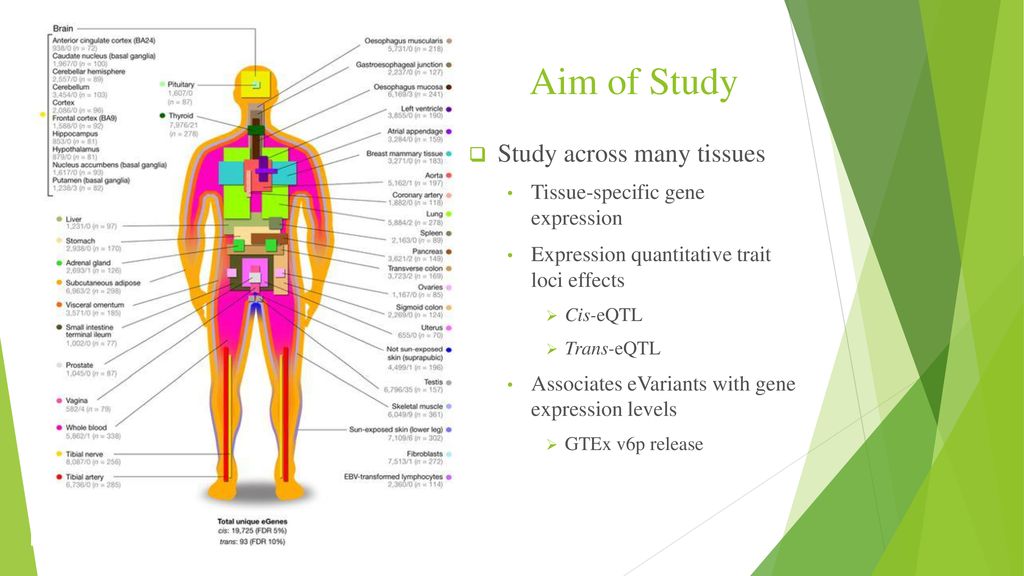 Identifying Cis Mediators For Trans Eqtls Across Many Human Tissues