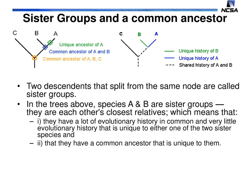 Reading Cladograms Ppt Download reading-cladograms-ppt-download