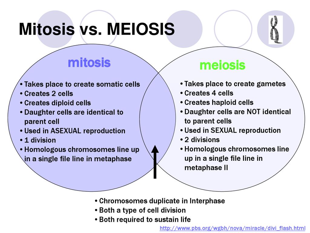 Meiosis. - ppt download