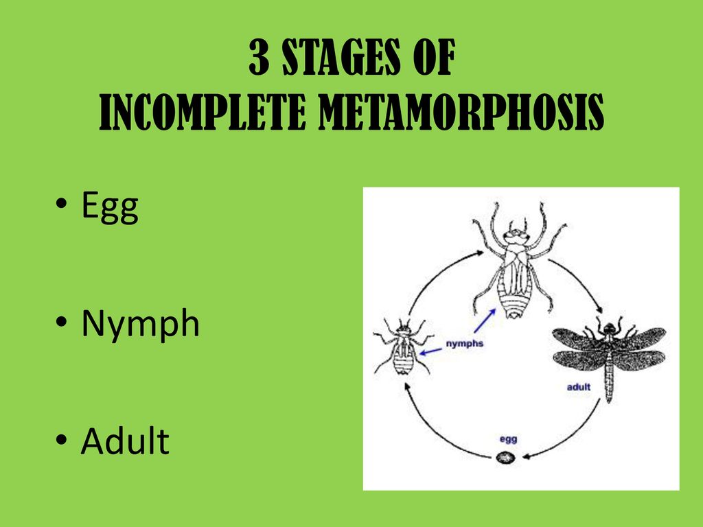 Complete And Incomplete Metamorphosis Ppt Download