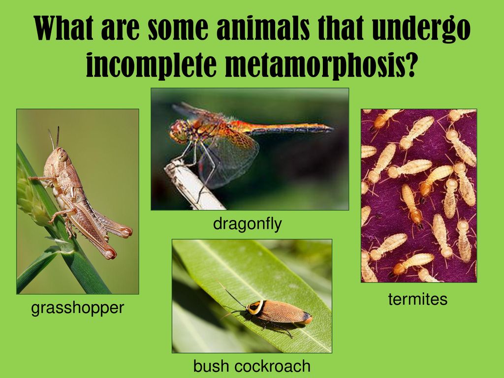 Incomplete Metamorphosis Examples Animals