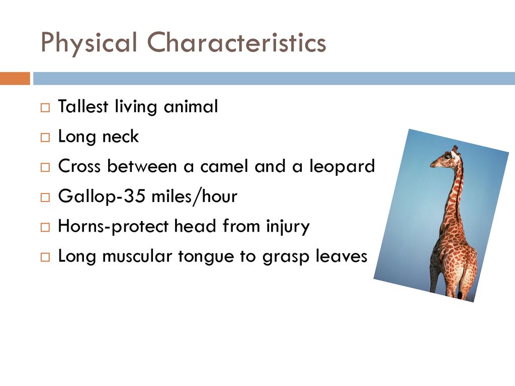 Giraffes Of Africa. - ppt download