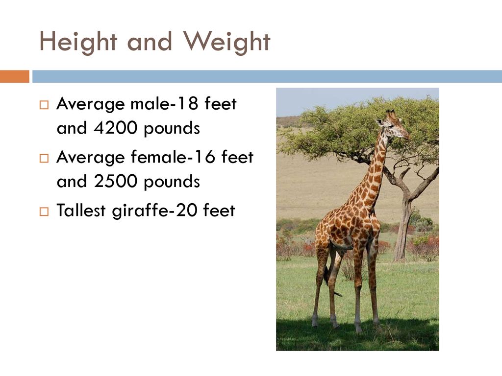 Giraffes Of Africa. - ppt download