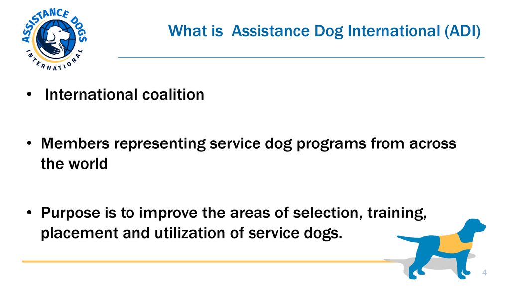 adi dog training