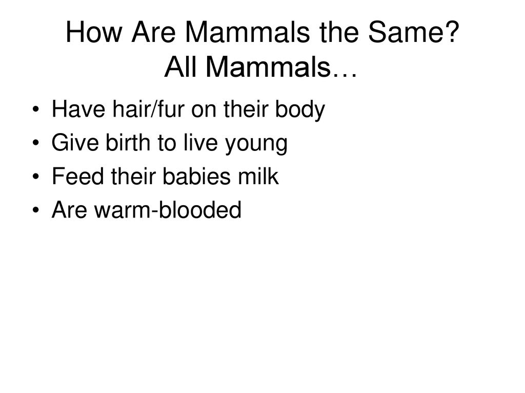 A WHALE IS A MAMMAL. - ppt download