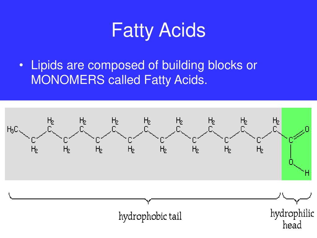 Lipids. ppt download