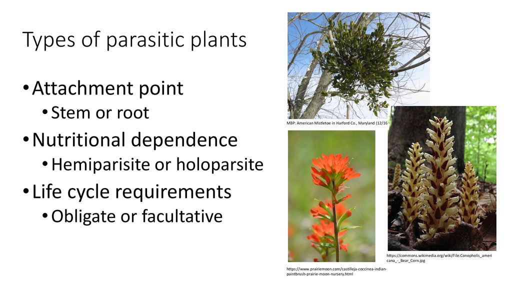 Invisible Connections: Introduction to Parasitic Plants - ppt download