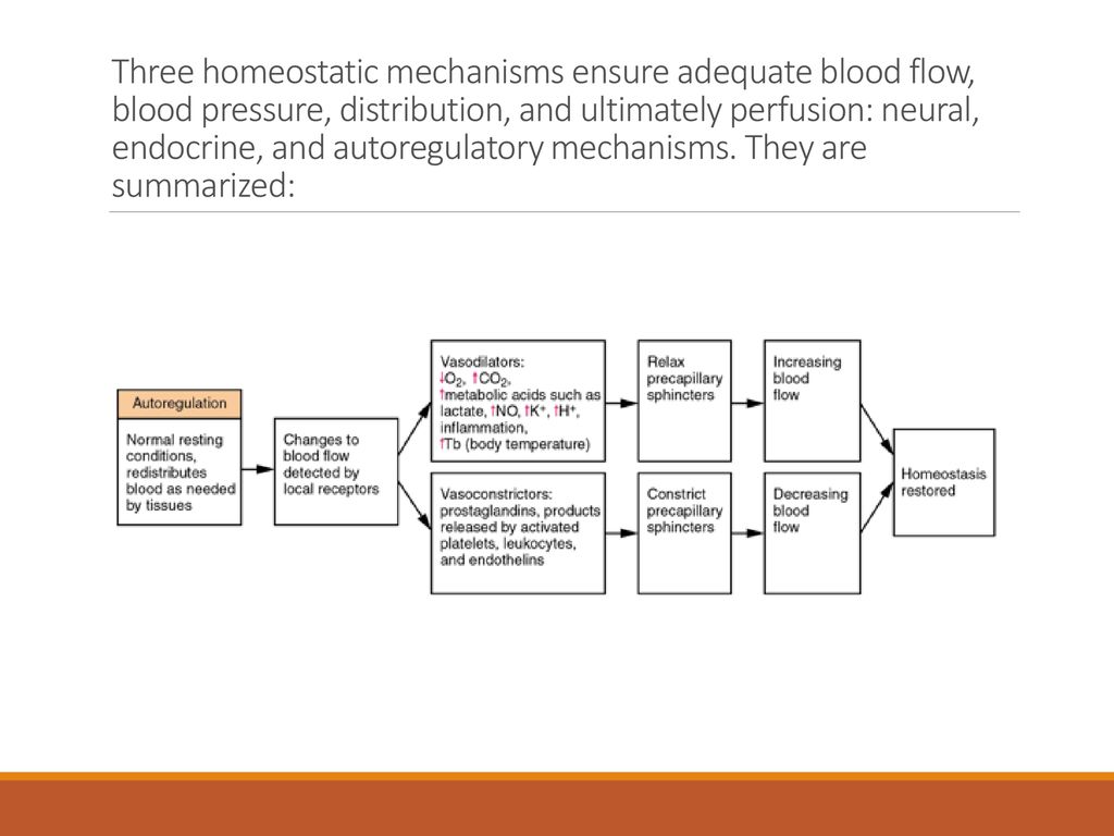 Homeostatic Regulation Of The Cardiovascular System Ppt Download