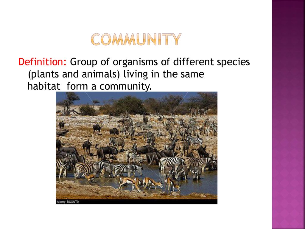 DEFINITION EXAMPLE ATTRIBUTES - ppt download