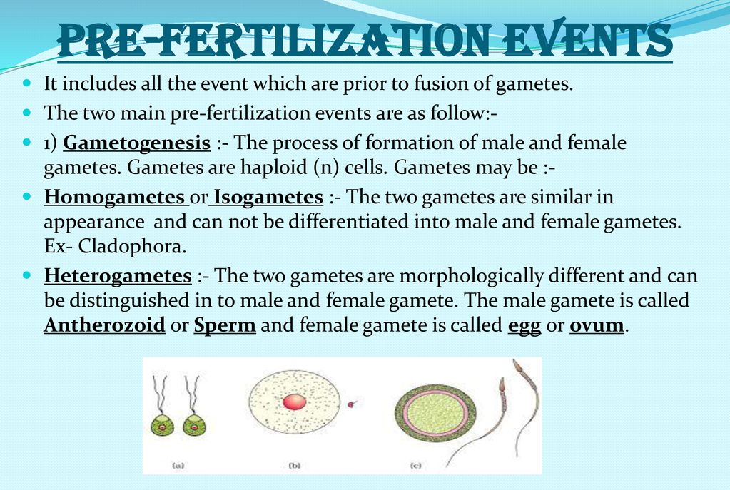 1 Reproduction in Organism Biology Diagrams