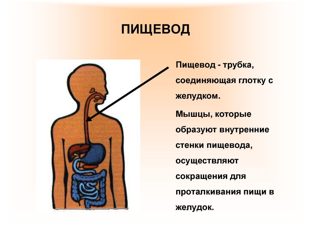 Пищевод анатомия человека