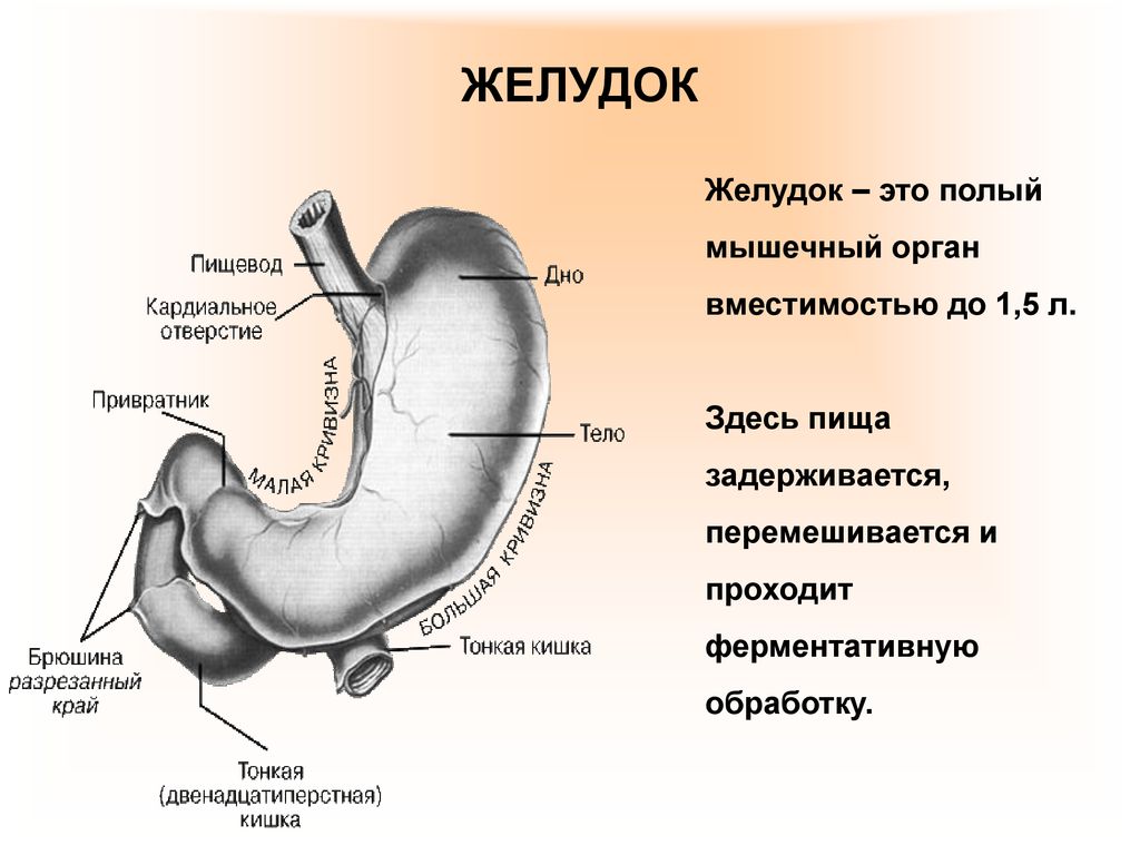 Строение желудка биология. Желудок строение и функции анатомия. Пищеварительная система желудок. Пищеварительная система желудок анатомия. Внешнее строение желудка анатомия.