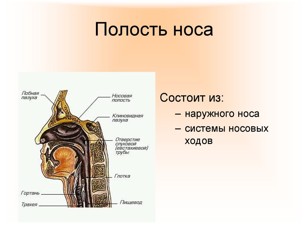 Полость через. Полость носа. Строение носовой полости. Носовая полость человека. Строение носовой полости человека анатомия.