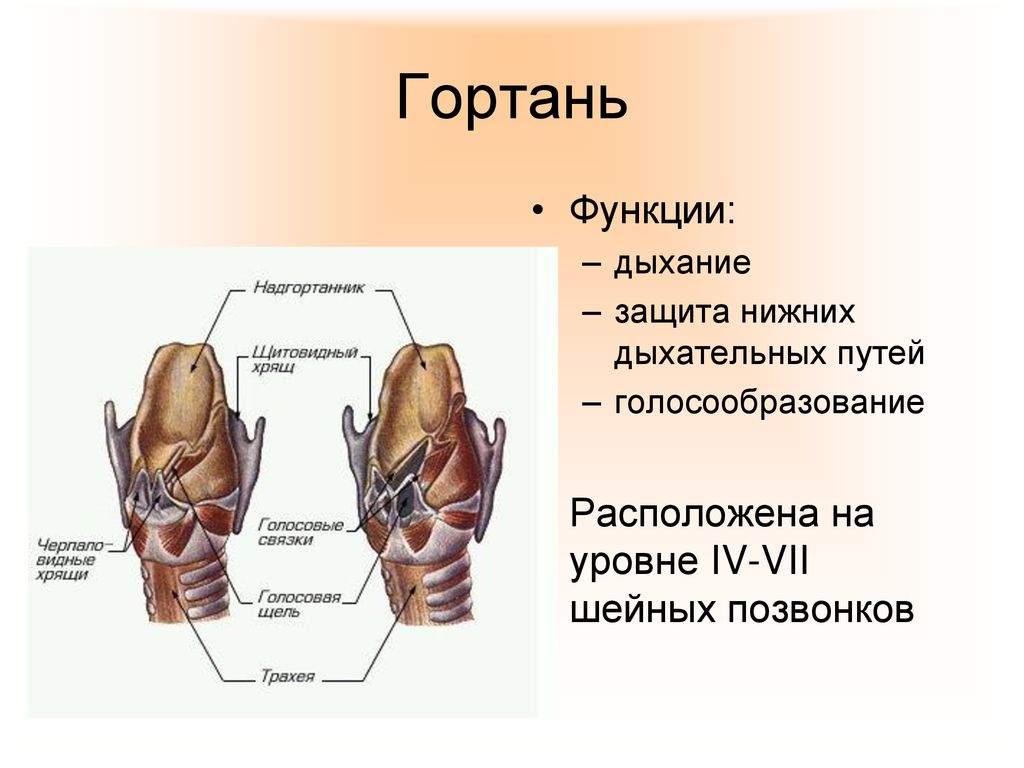 Гортань расположена на уровне шейного позвонка. Функции гортани. Надгортанник строение и функции.
