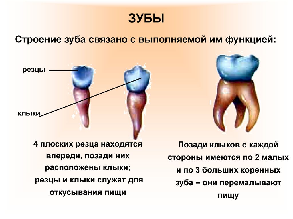 Зубы человека выполняют функцию. Функции зубов резцы клыки и коренные. Типы и функции зубов. Строение резцов Клыков и коренных зубов. Строение зубов и их функции.