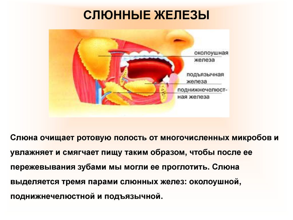 Какая слюна у человека. Пищеварительная система полость рта слюнные железы. Строение слюнных желез биология 8 класс. Строение слюнной железы 8 класс. Слюнные железы, зубы, строение, функция..