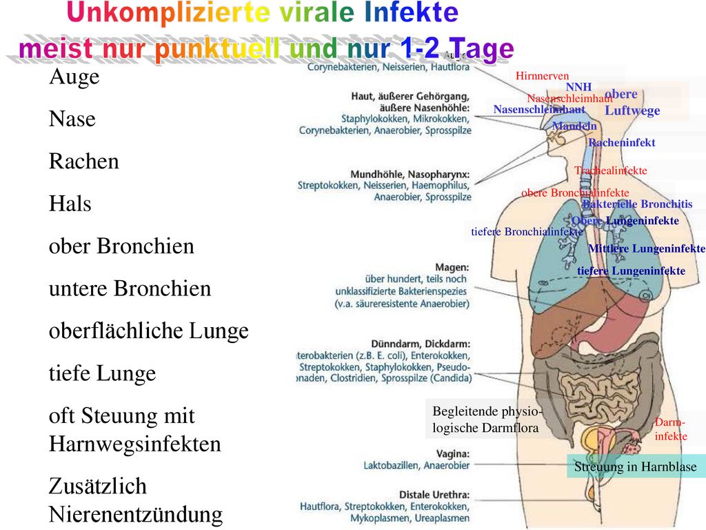 Erkaltung Ppt Download