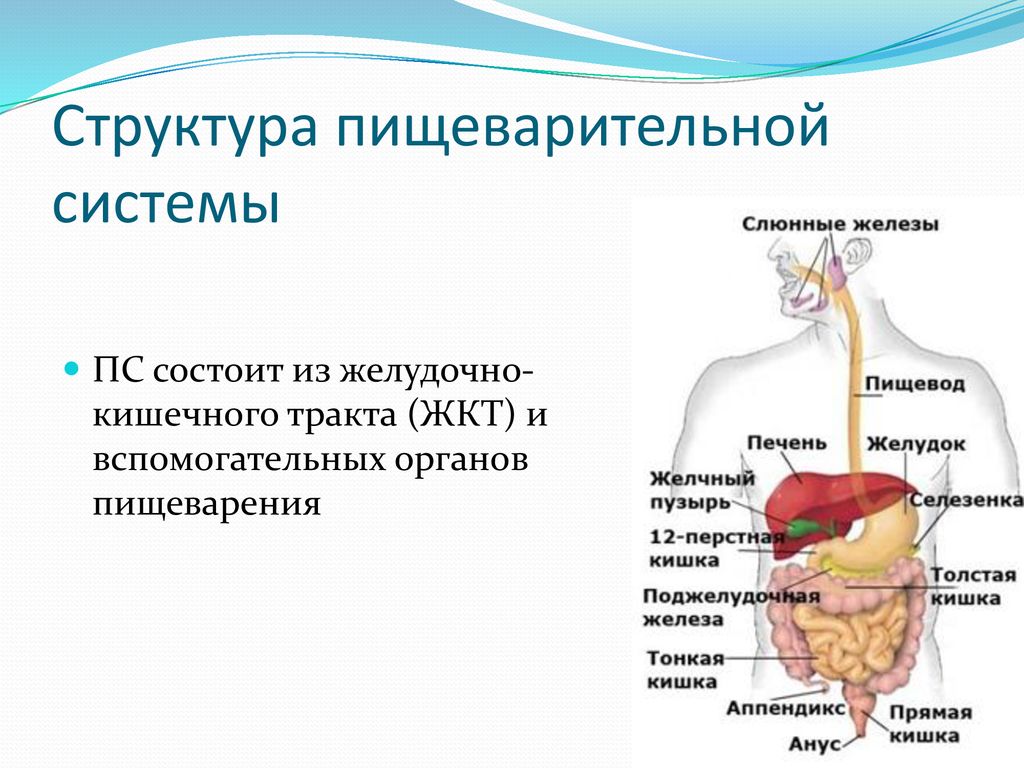 Структура и функции пищеварительного тракта. Железы относящиеся к пищеварительной системе. Особенности строения пищеварительной системы человека таблица.