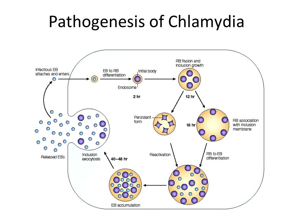 Развитие хламидий. Жизненный цикл хламидии микробиология. Chlamydia trachomatis патогенез. Хламидии патогенез. Цикл развития хламидии трахоматис.